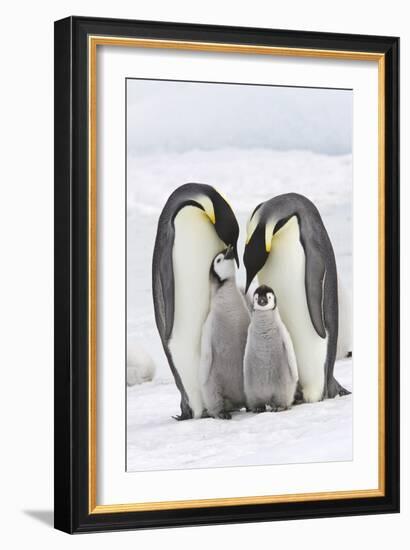 Emperor Penguin, Two Adults with Two Chicks-null-Framed Photographic Print