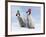 Emperor Penguin, Two Chicks with Woolly Hats-null-Framed Photographic Print