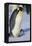 Emperor Penguin Warming its Baby-DLILLC-Framed Premier Image Canvas