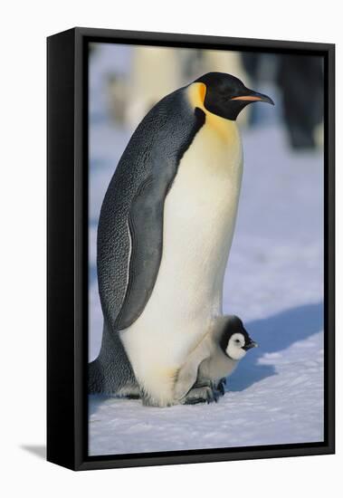 Emperor Penguin Warming its Baby-DLILLC-Framed Premier Image Canvas