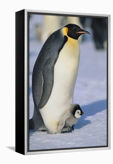Emperor Penguin Warming its Baby-DLILLC-Framed Premier Image Canvas