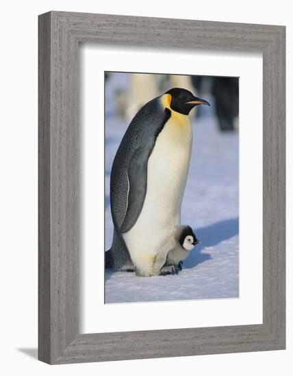 Emperor Penguin Warming its Baby-DLILLC-Framed Photographic Print