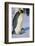 Emperor Penguin Warming its Baby-DLILLC-Framed Photographic Print