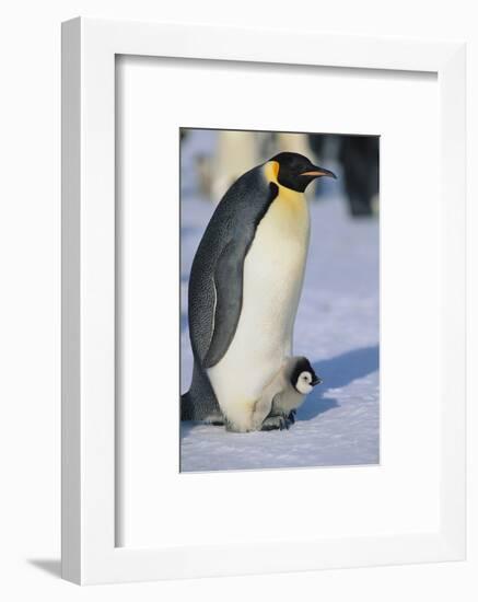 Emperor Penguin Warming its Baby-DLILLC-Framed Photographic Print