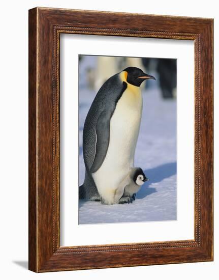 Emperor Penguin Warming its Baby-DLILLC-Framed Photographic Print