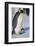 Emperor Penguin Warming its Baby-DLILLC-Framed Photographic Print