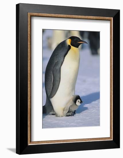 Emperor Penguin Warming its Baby-DLILLC-Framed Photographic Print