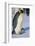 Emperor Penguin Warming its Baby-DLILLC-Framed Photographic Print