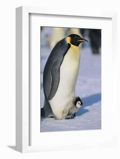 Emperor Penguin Warming its Baby-DLILLC-Framed Photographic Print