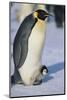 Emperor Penguin Warming its Baby-DLILLC-Mounted Photographic Print