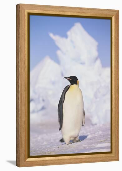 Emperor Penguin-DLILLC-Framed Premier Image Canvas