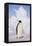 Emperor Penguin-DLILLC-Framed Premier Image Canvas