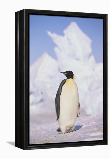 Emperor Penguin-DLILLC-Framed Premier Image Canvas