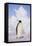 Emperor Penguin-DLILLC-Framed Premier Image Canvas