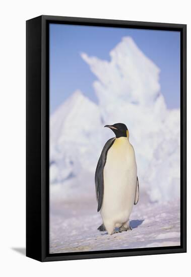 Emperor Penguin-DLILLC-Framed Premier Image Canvas