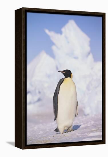 Emperor Penguin-DLILLC-Framed Premier Image Canvas