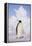 Emperor Penguin-DLILLC-Framed Premier Image Canvas