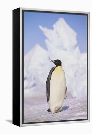 Emperor Penguin-DLILLC-Framed Premier Image Canvas