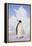 Emperor Penguin-DLILLC-Framed Premier Image Canvas