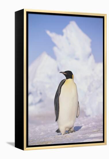Emperor Penguin-DLILLC-Framed Premier Image Canvas