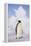 Emperor Penguin-DLILLC-Framed Premier Image Canvas