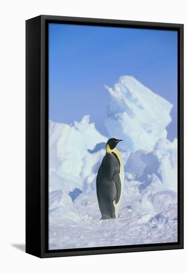 Emperor Penguin-DLILLC-Framed Premier Image Canvas