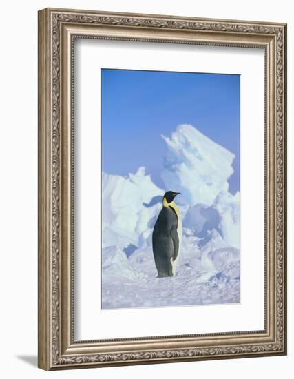 Emperor Penguin-DLILLC-Framed Photographic Print