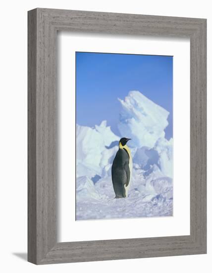 Emperor Penguin-DLILLC-Framed Photographic Print