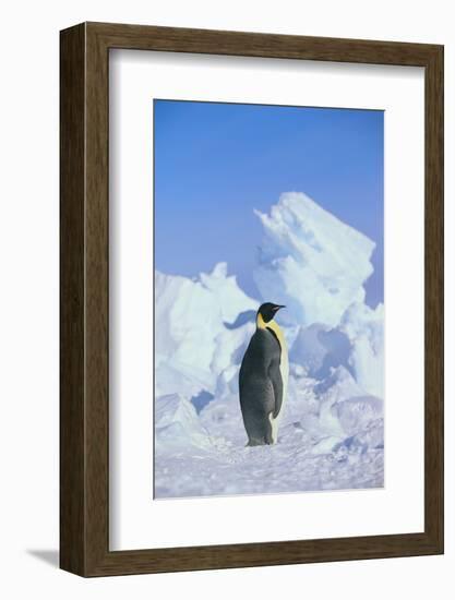Emperor Penguin-DLILLC-Framed Photographic Print