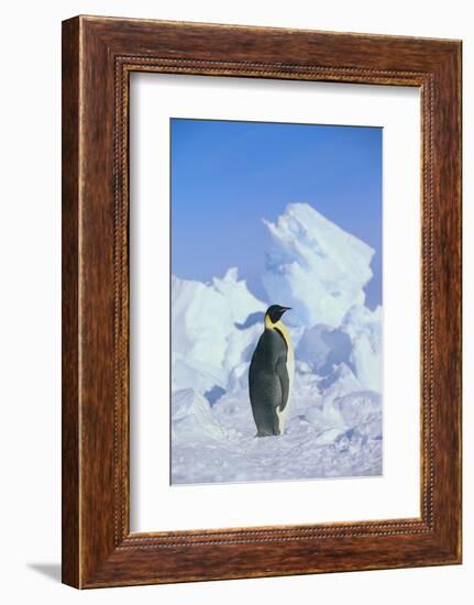 Emperor Penguin-DLILLC-Framed Photographic Print