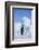 Emperor Penguin-DLILLC-Framed Photographic Print