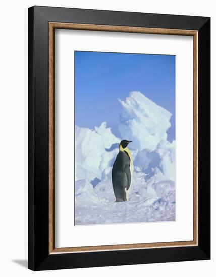 Emperor Penguin-DLILLC-Framed Photographic Print