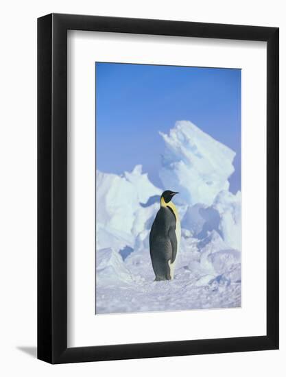 Emperor Penguin-DLILLC-Framed Photographic Print