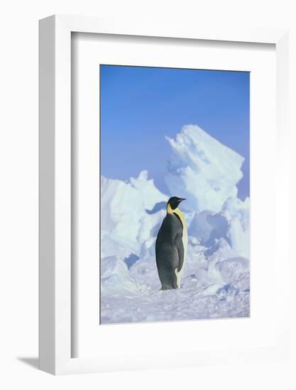 Emperor Penguin-DLILLC-Framed Photographic Print