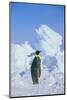 Emperor Penguin-DLILLC-Mounted Photographic Print