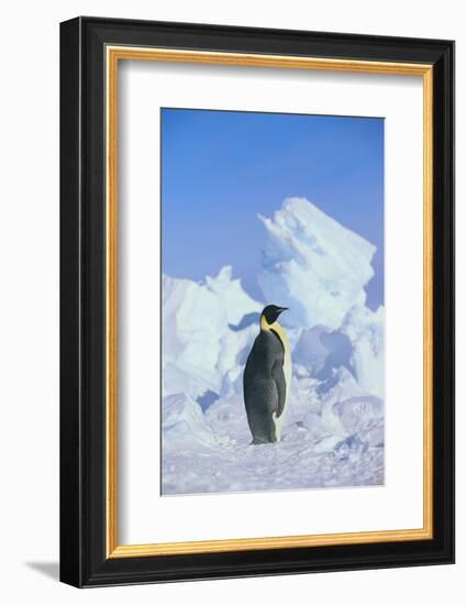 Emperor Penguin-DLILLC-Framed Photographic Print