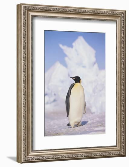 Emperor Penguin-DLILLC-Framed Photographic Print