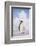 Emperor Penguin-DLILLC-Framed Photographic Print