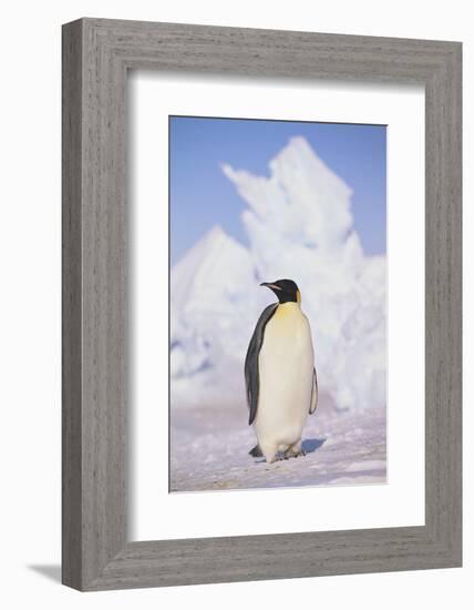 Emperor Penguin-DLILLC-Framed Photographic Print