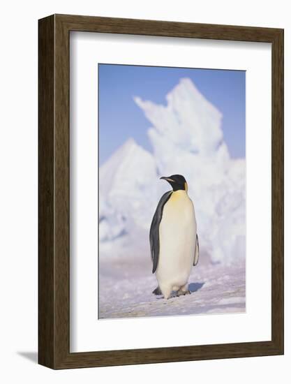 Emperor Penguin-DLILLC-Framed Photographic Print