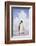 Emperor Penguin-DLILLC-Framed Photographic Print