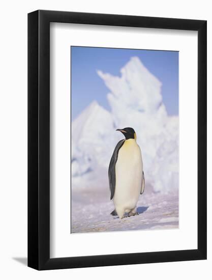 Emperor Penguin-DLILLC-Framed Photographic Print