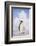 Emperor Penguin-DLILLC-Framed Photographic Print