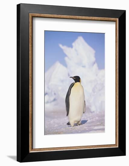 Emperor Penguin-DLILLC-Framed Photographic Print