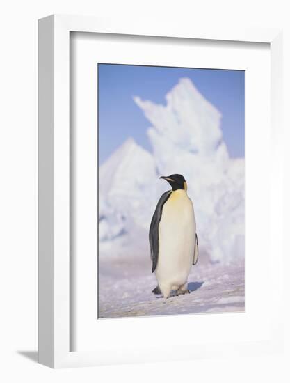 Emperor Penguin-DLILLC-Framed Photographic Print