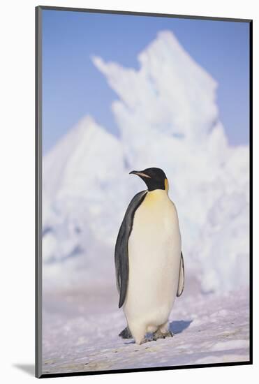 Emperor Penguin-DLILLC-Mounted Photographic Print