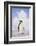 Emperor Penguin-DLILLC-Framed Photographic Print