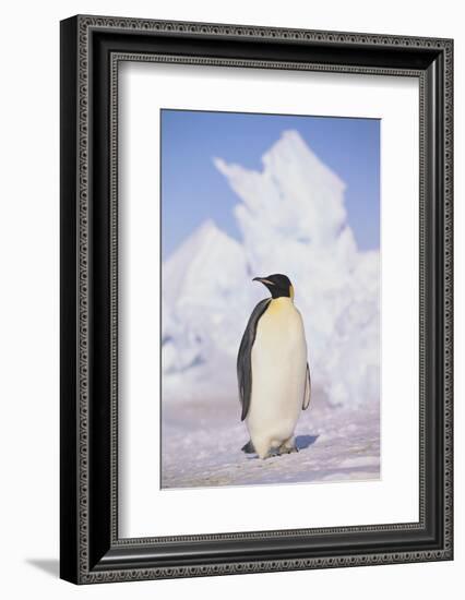 Emperor Penguin-DLILLC-Framed Photographic Print