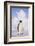 Emperor Penguin-DLILLC-Framed Photographic Print