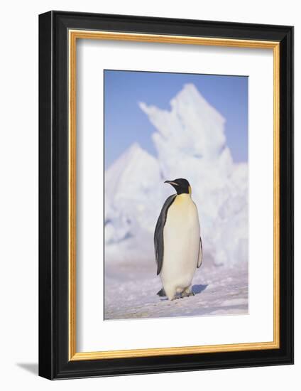 Emperor Penguin-DLILLC-Framed Photographic Print